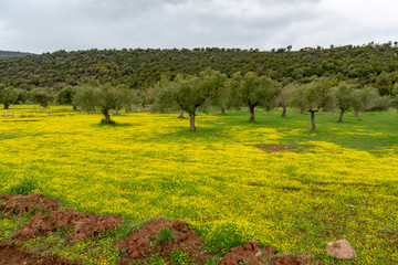 Landscape with olive trees grove in spring season with colorful blossom of wild yellow flowers