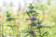 Horsemint Wildflower Plant With Soft Bokeh Background