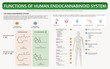 © About time - Functions of Human Endocannabinoid System horizontal textbook infographic illustration about cannabis as herbal alternative medicine and chemical therapy, healthcare and medical science vector.