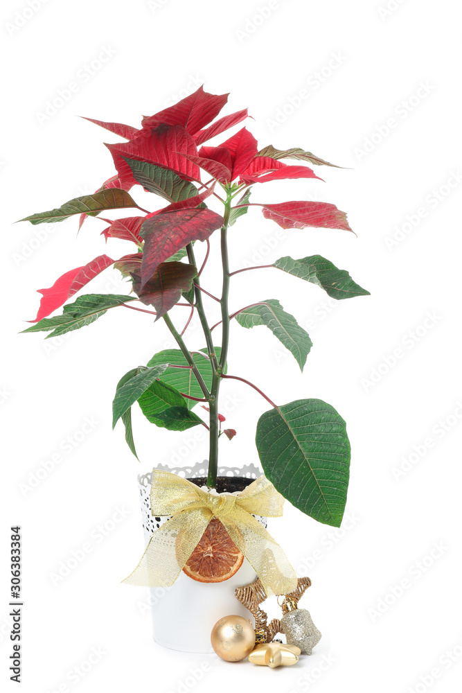 Christmas flower poinsettia on white background