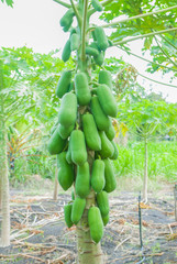 Papaya tree, Papaya tree farm, Papaya tree farm from Thailand country