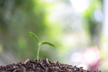 small growing green plant with dark brown soil