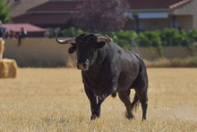 Tremendous Spanish Black Bull Running Across The Field