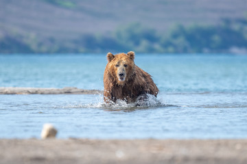 Ruling the landscape, brown bears of Kamchatka (Ursus arctos beringianus)