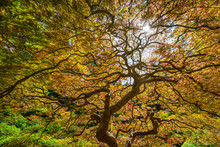 Twisting Branches Of A Japanese Maple Tree With Autumn Colors