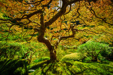 Twisting Branches Of The Japanese Maple Tree