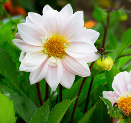 Sticker - Dahlia  in garden.