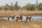 Fototapeta  - Southern reedbuck in the floodplains of Okavango delta, Moremi game reserve, Botswana, Africa