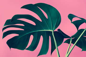 Wall Mural - Selective focus of monstera leaves (leaf) on colorful for decorating composition design background.