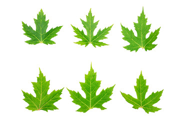 Six green maple leaf, isolated