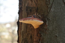 Fungus On Tree