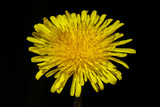 Fototapeta Dmuchawce - Yellow dandelion flowers. Close-up on an isolated background