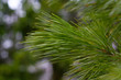 © Екатерина Хныкина - The pine branch on the blurred branches