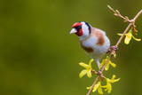 Fototapeta  - European Goldfinch (Carduelis carduelis)