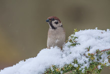 Eurasian Tree Sparrow (Passer Montanus) Winter, Snow, Snowflakes,