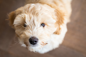  Cream Australian Labradoodle pup standing inside looking up seen from above