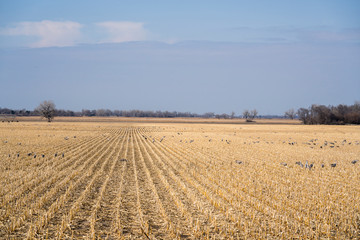 Cornfield with cranes