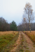 Birch Trees In Field. Rural Dirt Road In Late Autumn, Vertical Image