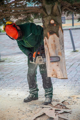 a craftsman saws off a fir tree with a chainsaw