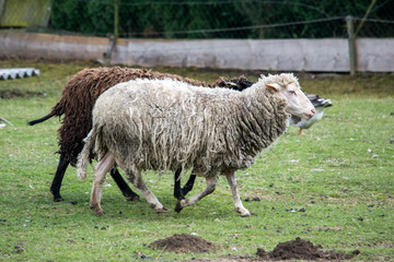 Sheep on a farm resting on green grass