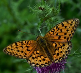 Sticker - butterfly on flower