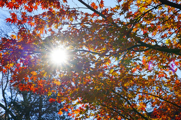 Wall Mural - Sun rays peeking through colorful red, orange, and yellow leaves during foliage season on the East Coast
