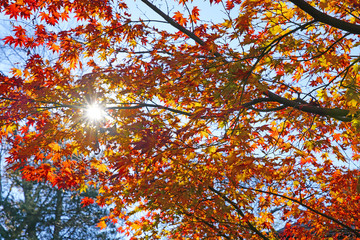 Wall Mural - Sun rays peeking through colorful red, orange, and yellow leaves during foliage season on the East Coast