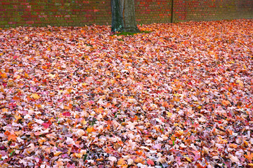 Wall Mural - Grass covered with colorful red, orange and yellow maple leaves in autumn
