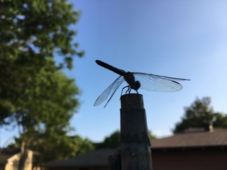 Dragonfly on wood post in garden against blue sky