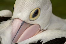 Australian Pelican Head Close Up