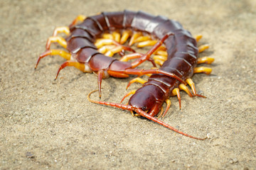 Wall Mural - Image of centipedes or chilopoda on the ground. Animal. poisonous animals.