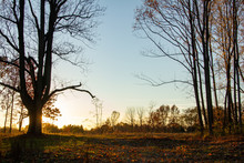 Tall Barren Trees Silhouetted Against November Sunset