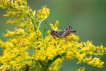 Grasshopper On Goldenrod Flowers In Summer