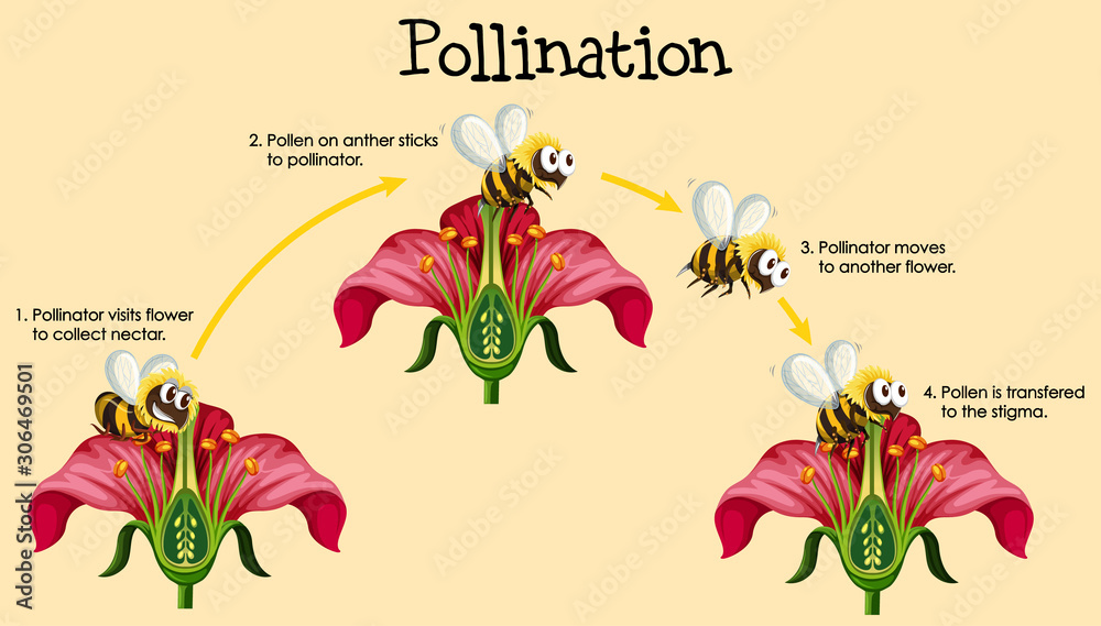 Diagram showing pollination with bee and flowers - obrazy, fototapety, plakaty 