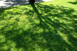 green grass lawn with shadow of a big tree in the garden