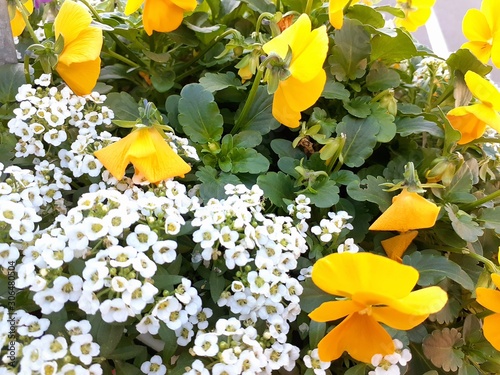 花 アドビストックのデザイン かべいろ Com おしゃれ壁紙リフォーム貼り替え インクジェット壁紙のかべいろ Com