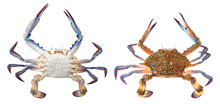 Flower Crab, Blue Crab, Blue Swimmer Crab, Blue Manna Crab Or Sand Crab, Portunus Armatus (formerly Portunus Pelagicus) Isolated On A White Background. Dorsal And Ventral View