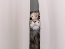 Cat Hiding Behind Curtain 