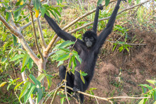 A Spider Monkey Forages For Food In The Forest
