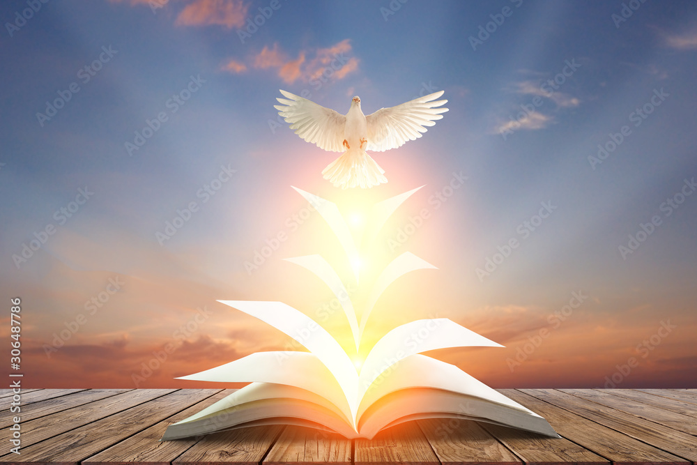 White pigeons fly out of books that are flicked by the wind in beautiful light on sunset background.freedom concept and international day of peace - obrazy, fototapety, plakaty 