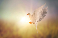 Soft Style With White Dove Flying On Vintage Pastel Background In International Day Of Peace Concept