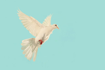 Fototapete - White Dove flying to blue sky in international day of peace concept and clipping path