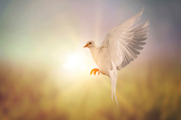 Fototapete - Soft style with White Dove flying on vintage pastel background in international day of peace concept