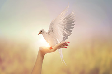 Fototapete - White Dove in Two Hand woman on vintage pastel background in international day of peace concept