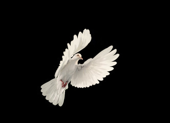 Fototapete - White dove flying on black background and Clipping path .freedom concept and international day of peace