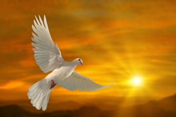 Fototapete - white dove flying on sky in beautiful sunset light for freedom concept