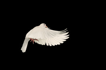 Photo Sur Toile - White dove flying on black background and Clipping path .freedom concept and international day of peace