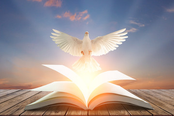 Fototapete - White pigeons fly out of books that are flicked by the wind in beautiful light on sunset background.freedom concept and international day of peace
