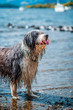 Wet dog brings back toy stick from the lake. Playing outdoors. The Bearded Collie, or Beardie, is a herd breed of dog only primarily by Scottish shepherds, a canine breed of British origin. 