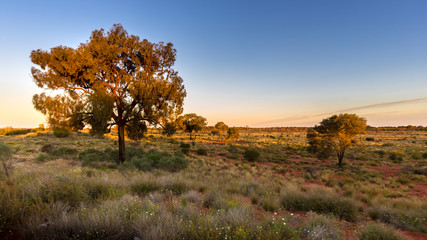 Late evening on the Australian bush